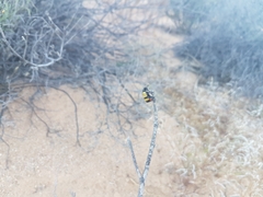 Hycleus tripunctatus