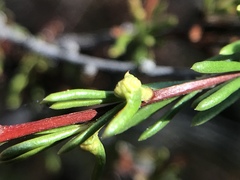 Eriophyes adenostomae