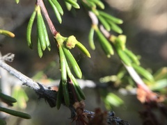 Eriophyes adenostomae