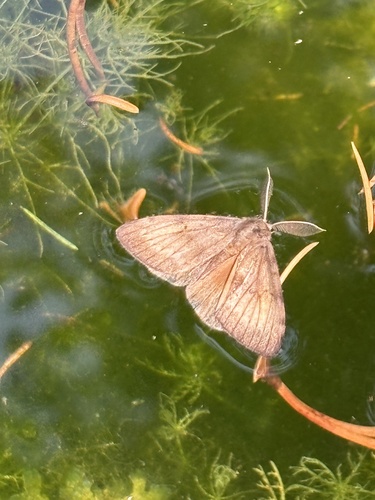 Schmetterlinge