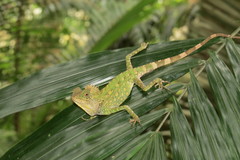 Chameleon Forest Dragon photo 3