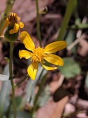 Senecio wootonii