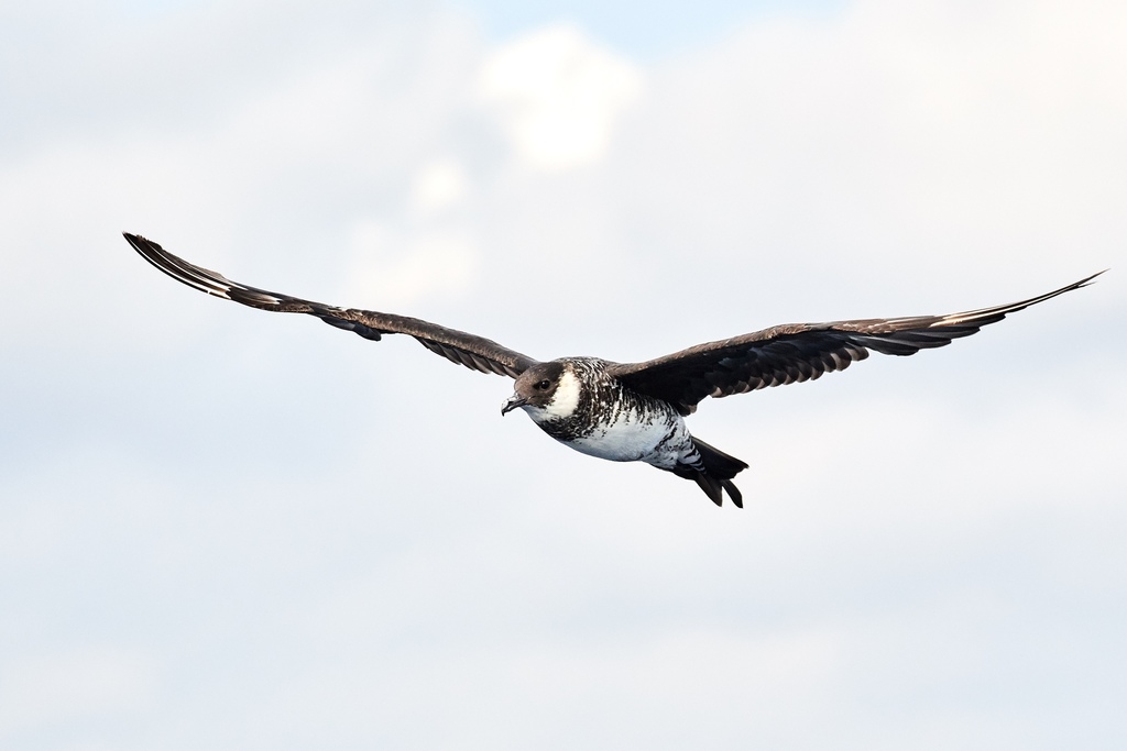 Skuas and Jaegers
