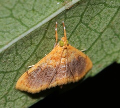 Mabra eryxalis