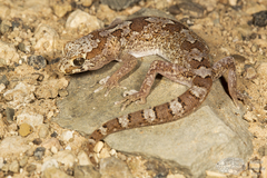 Pachydactylus mariquensis