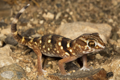 Chondrodactylus angulifer
