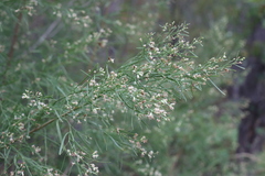 Baccharis neglecta