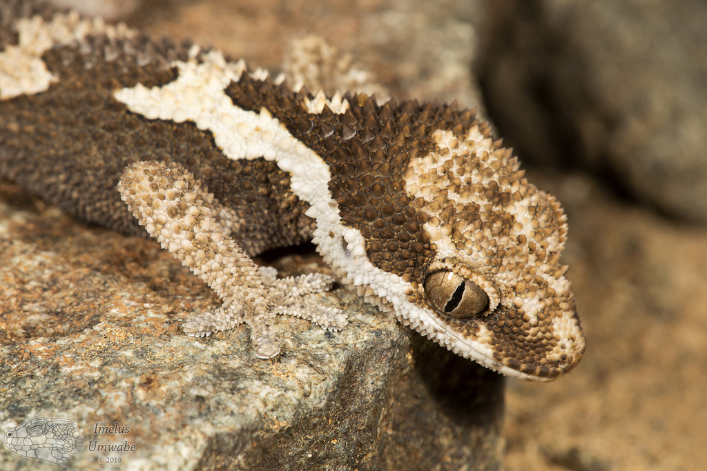 Common Rough Gecko