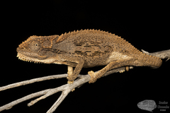 Bradypodion atromontanum