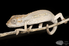 Bradypodion atromontanum