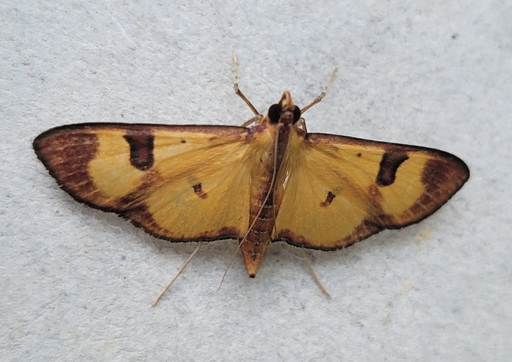 Prenesta iphiclalis