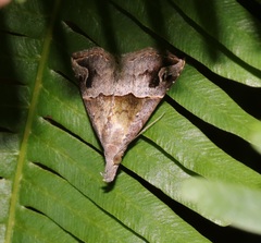 Hypena cidarioides