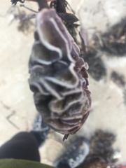 Lithophyllum carpophylli