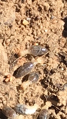 Termitinae