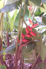 Heliconia uxpanapensis