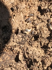 Termitinae