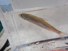 Coregonus clupeaformis