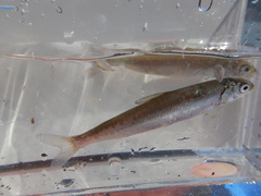 Coregonus clupeaformis
