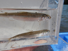 Coregonus clupeaformis
