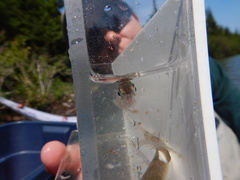 Coregonus clupeaformis