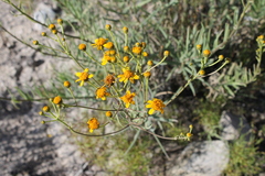 Verbesina hintoniorum