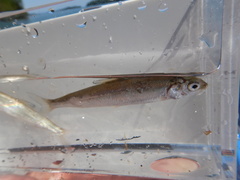 Coregonus clupeaformis
