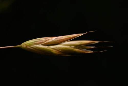 great basin brome (Bromus polyanthus)