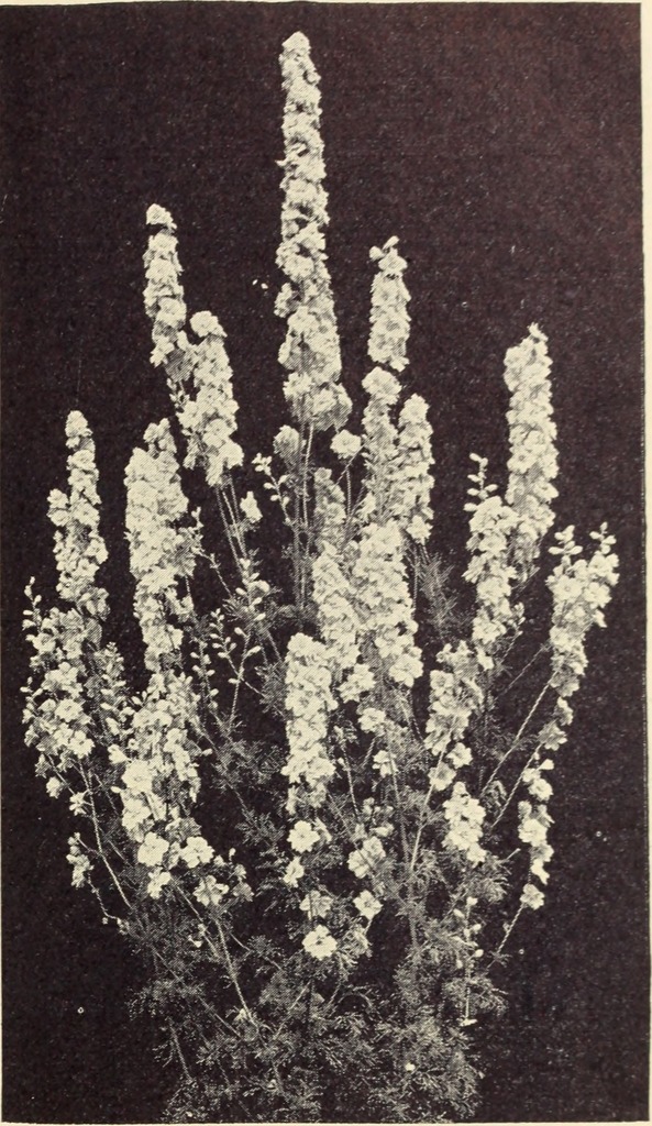 Tagetes hartwegii
