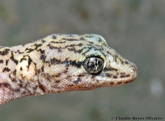 Phyllodactylus gerrhopygus