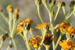 Verbesina hintoniorum