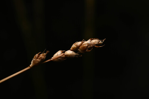 western valley sedge (Carex vallicola)