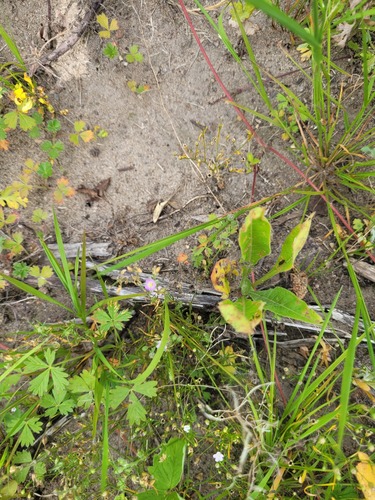 Наблюдение на iNaturalist