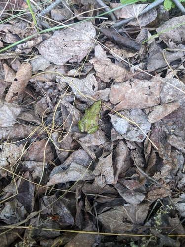 Boreal Chorus Frog