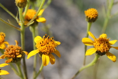 Verbesina hintoniorum