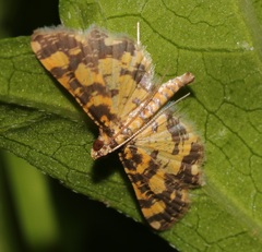 Eurrhyparodes tricoloralis