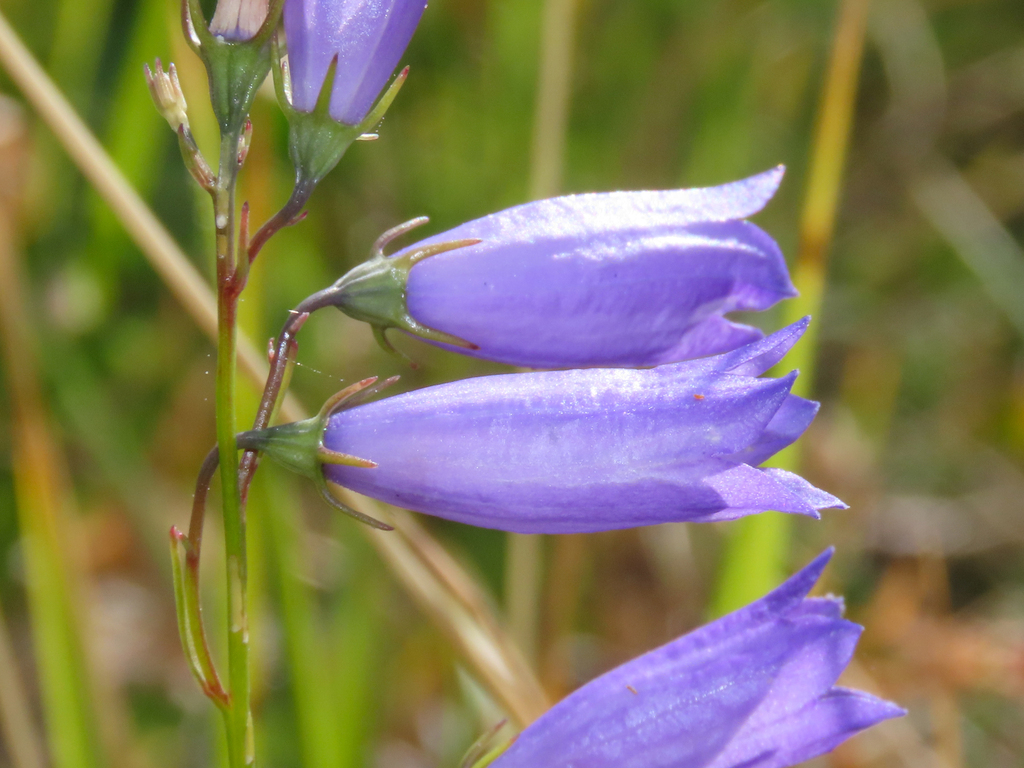 Campanula pseudostenocodon