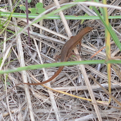 Curious Skink photo 2