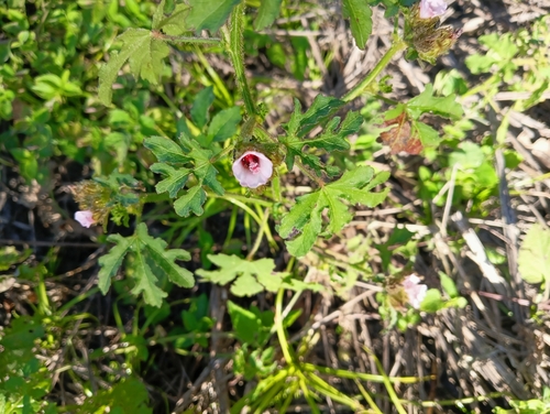 Tropical leafbract (Malachra radiata)