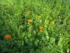 Calendula