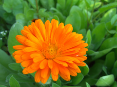 Calendula