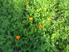 Calendula