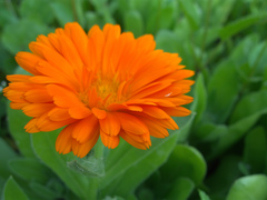 Calendula