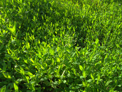 Polygonum