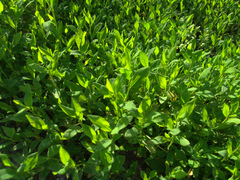 Polygonum