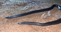 Amblyodipsas unicolor