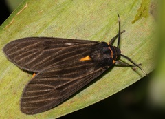 Amsactoides guangxica