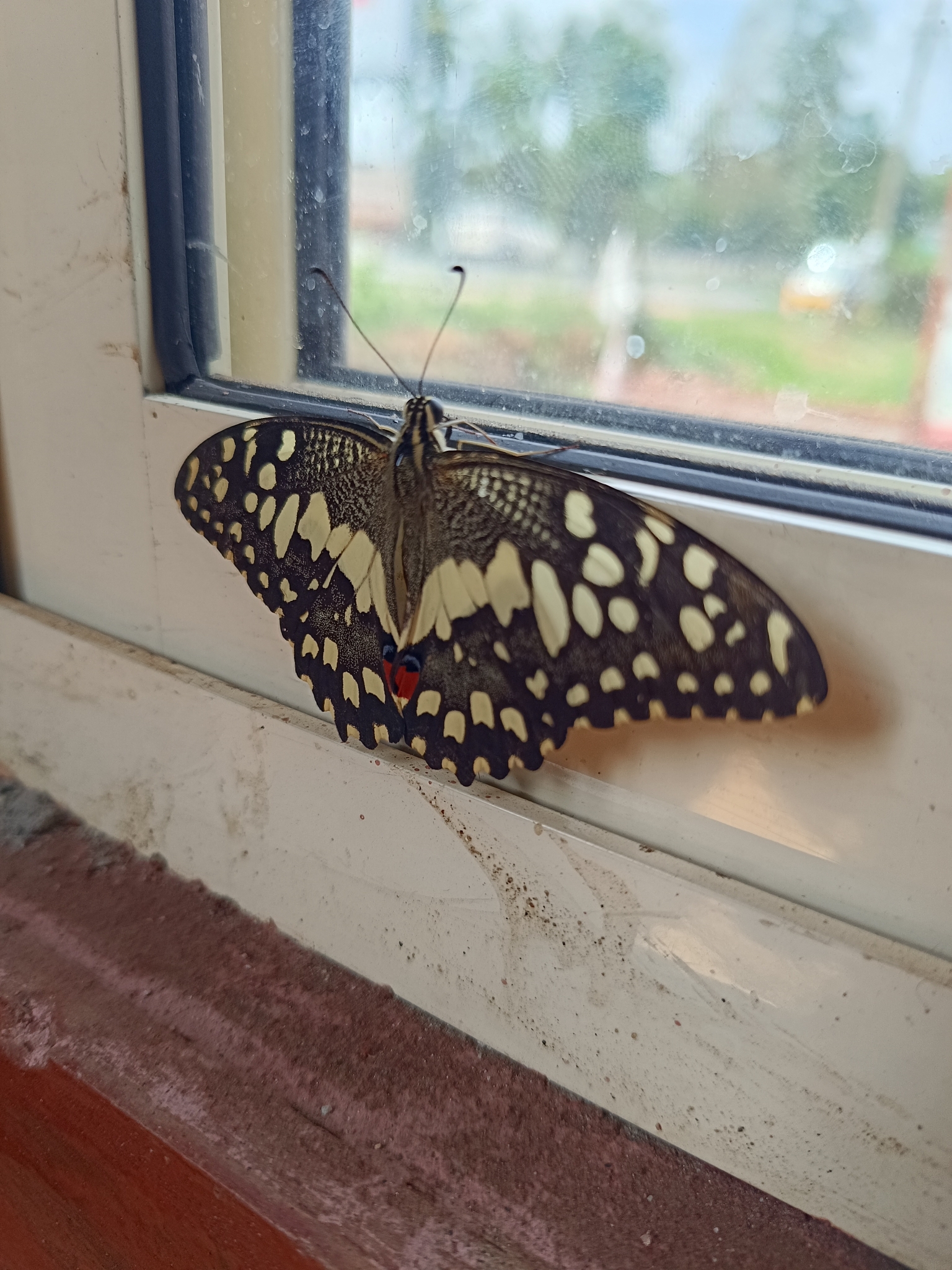 Lime Swallowtail