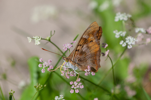 Laverna Emperor