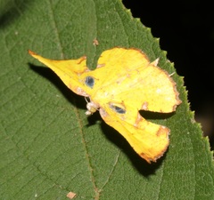 Corymica arnearia