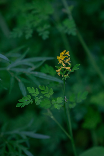 Corydalis raddeana iNat (3)